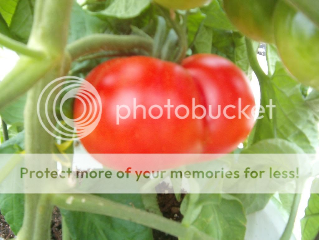  photo glacier001.jpg