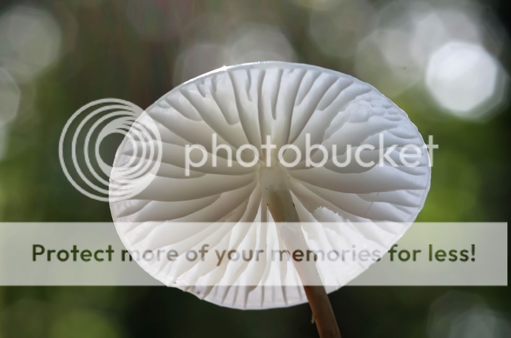 Fotografie