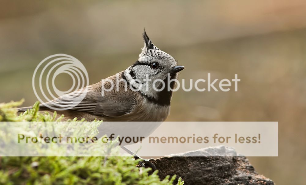 Fotografie