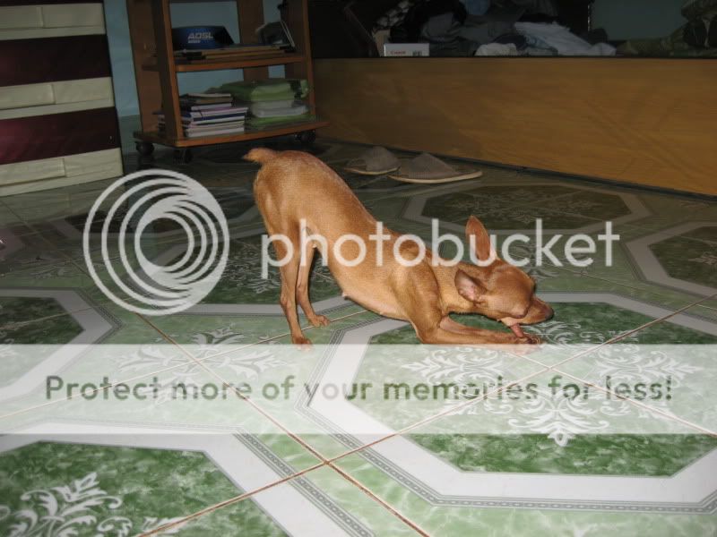 Bình Phước- Bán chó fox hươu cái giống màu nâu đỏ đẹp (Đại gia đình fox hươu Sennai ) - 1