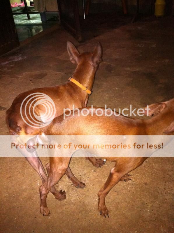 HCM- Fox hươu nhà sennai cần bán đàn fox hươu con màu nâu đỏ đẹp 2 tháng tuổi