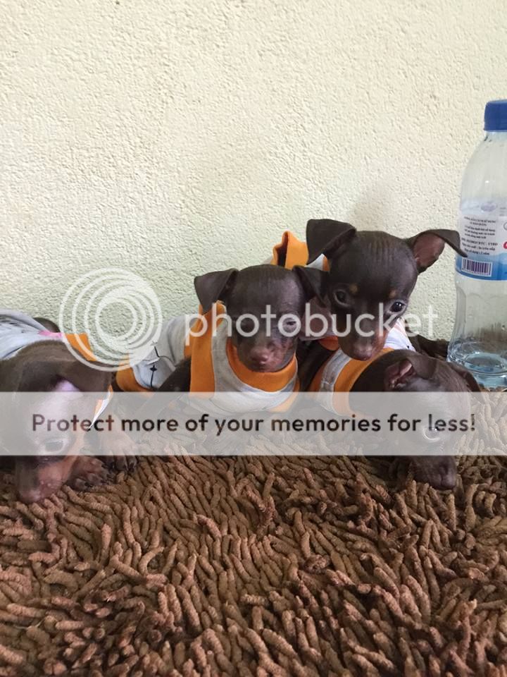 fox hươu nhà sen nai, màu socola cháy đẹp - 6