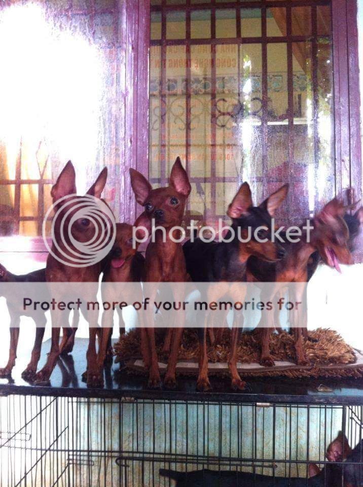 fox hươu nhà sen nai, màu socola cháy đẹp - 3