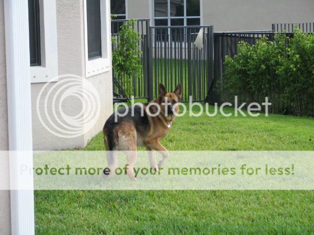 german shepherd forum